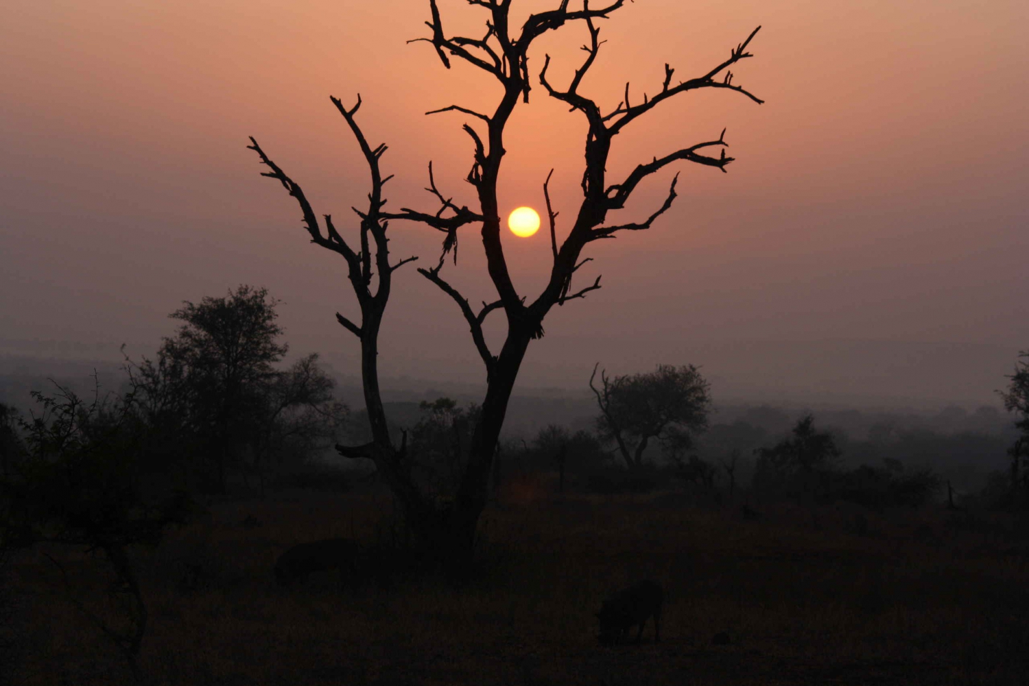 Evening Pilanesberg Safari Game Drive