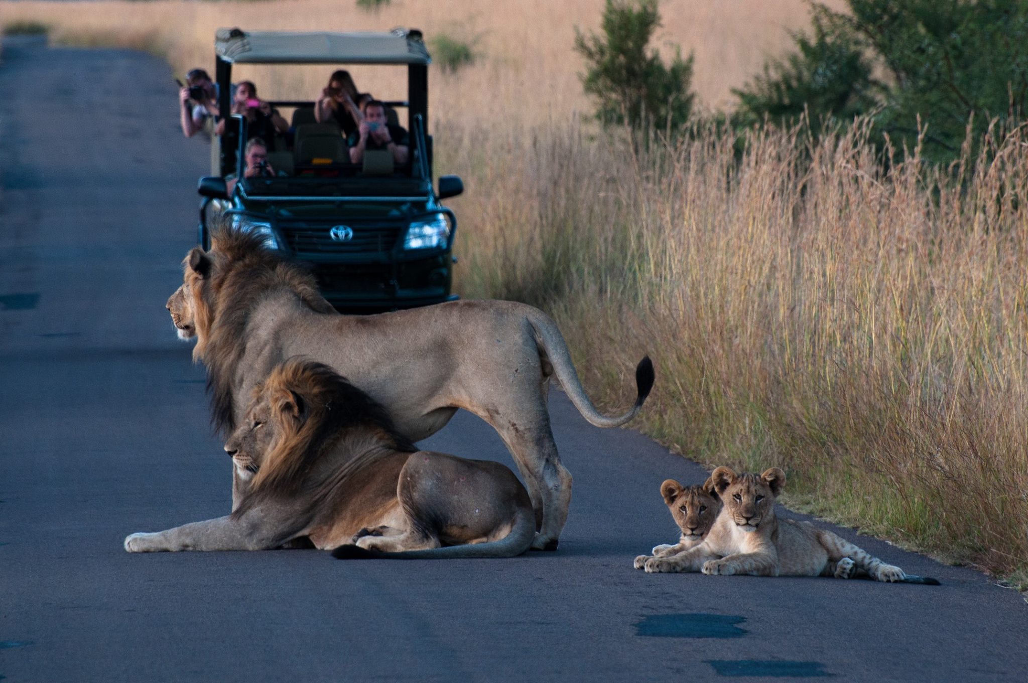 Morning Pilanesberg Safari Game Drive